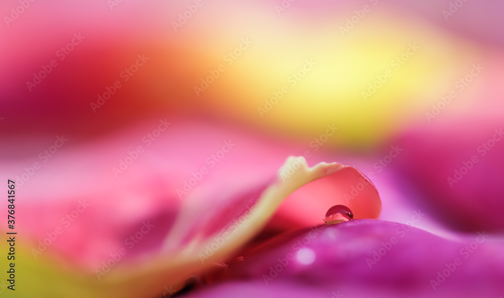Red yellow rose petals with drops of water. Aromatherapy and spa concept. Blurred floral background Red yellow rose petals with drops of water. Aromatherapy and spa concept. Blurred floral background