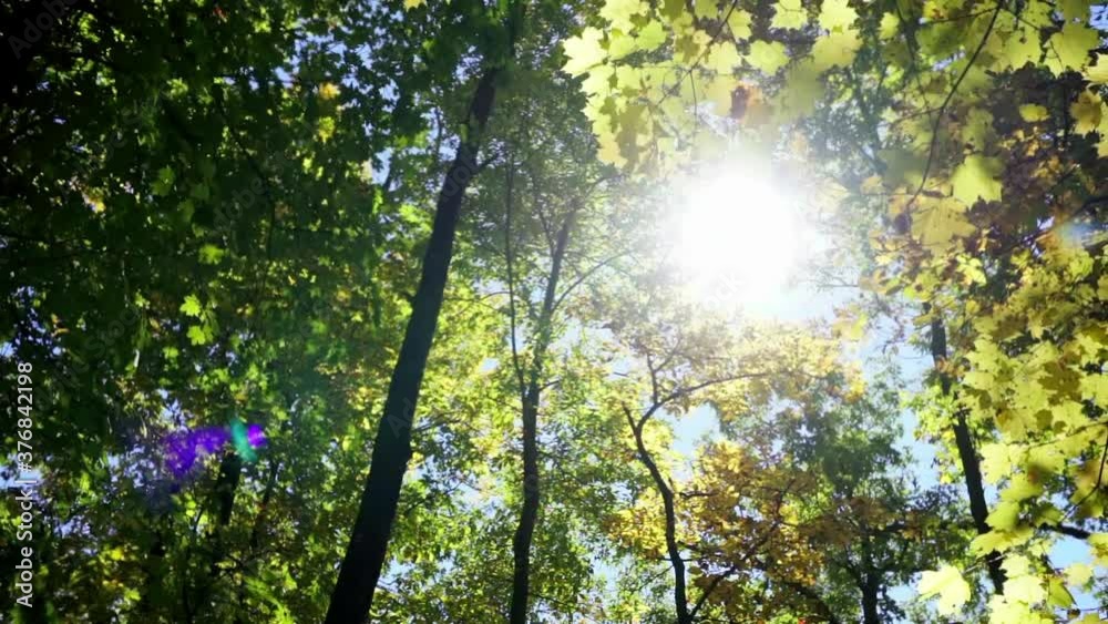 Pan of autumn tree leaves backlit by sun. Pan of autumn tree leaves backlit by sun.