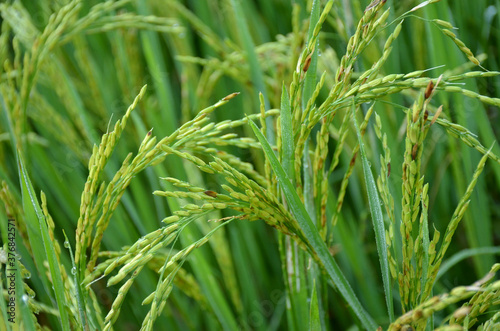 the green ripe paddy plant grains in the field meadow.