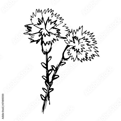 Black and white contour hand-drawing of two flowering stems of a carnation. Rough lineart outline floral vector illustration. Design element for the coloring page