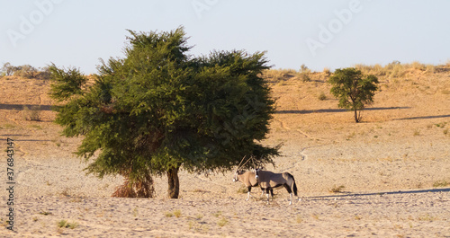 Gemsbok (Oryx gazella) standing under a tree together in the Kalahari desert in South Africa