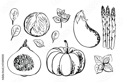 Sketch of food vegetables by line and watercolor. Pumpkin, eggplant, asparagus, basil, spinach