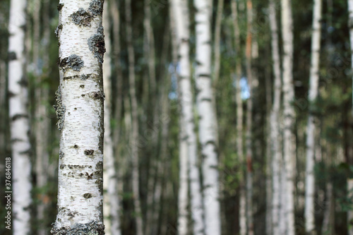 many white-black tree trunks with green leaves. landscape with birch grove