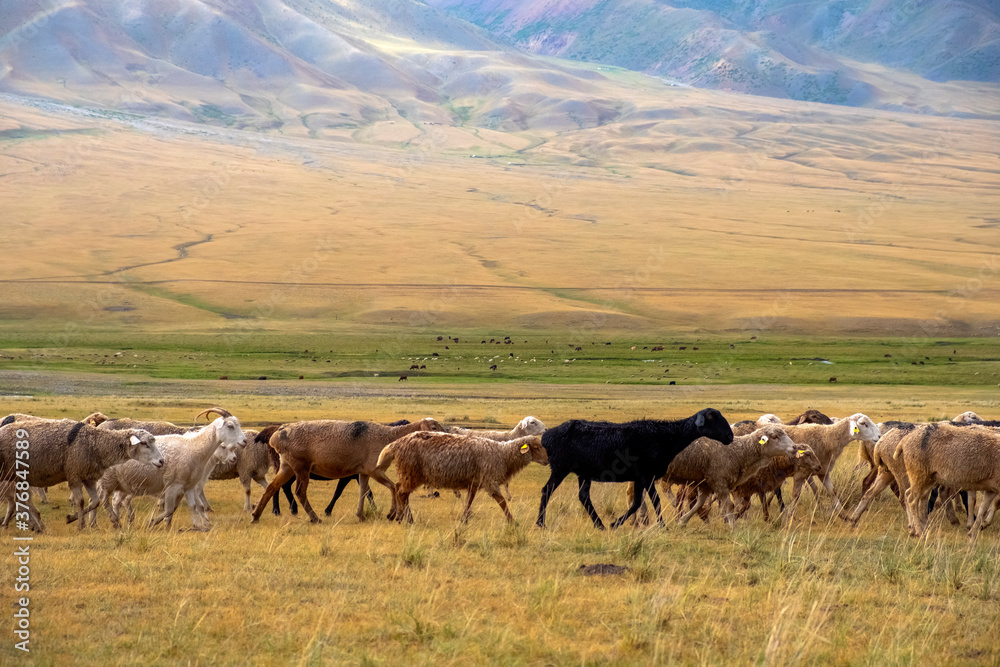 Bunch of sheeps grazing on mountain plateu with rain cloud background. Mountain valley landscape. Spring farm field landscape. Borokhudzip plateau, Kazakhstan.