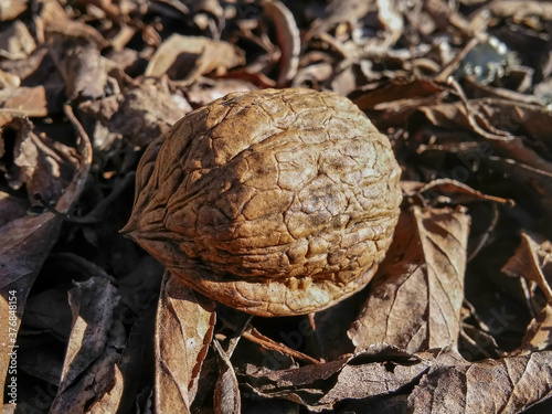 Primer plano de la mitad de una cáscara de nuez sobre hojas secas. Fondo natural de otoño. photo