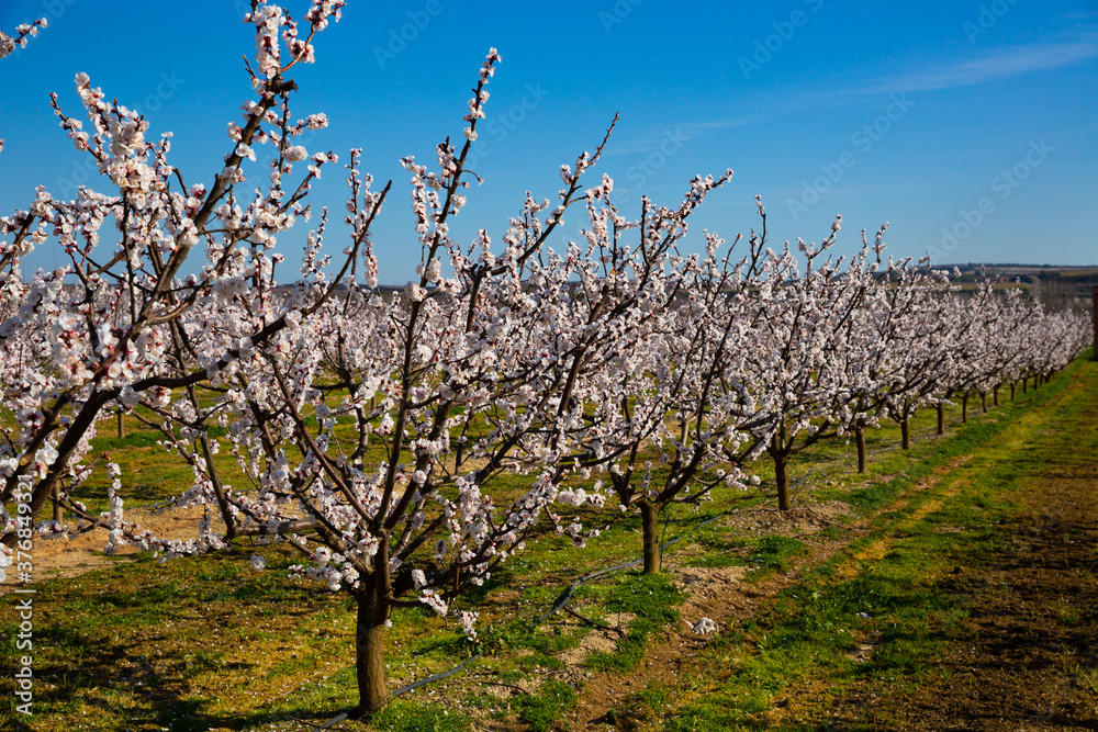 Blooming apricot trees in early spring. High quality photo