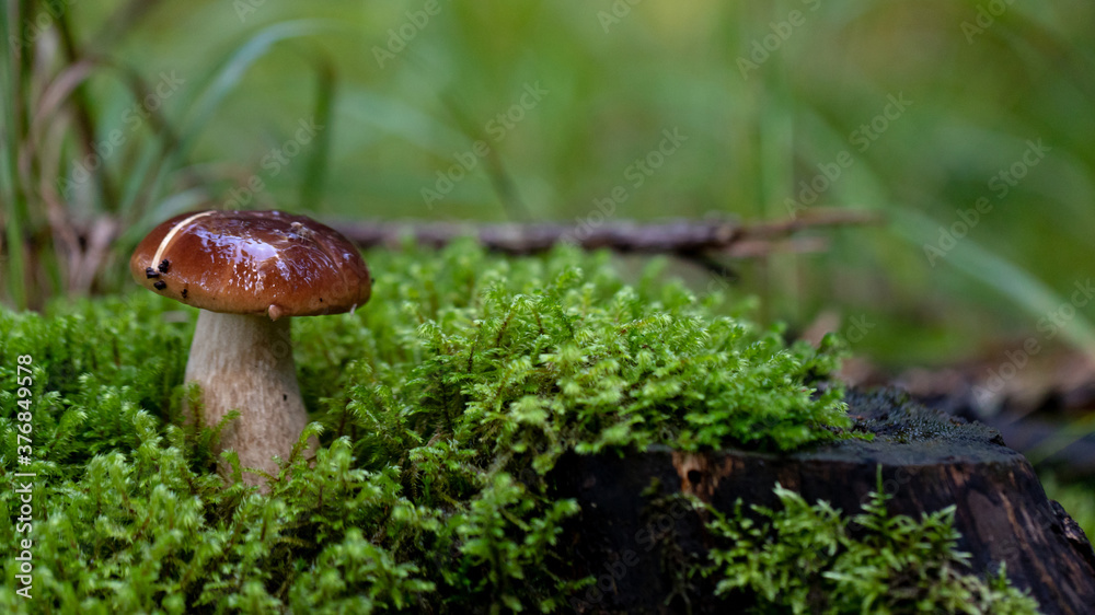 wet shiny boletus mushroom in the moss / Latvian forest wet shiny boletus mushroom in the moss / Latvian forest
