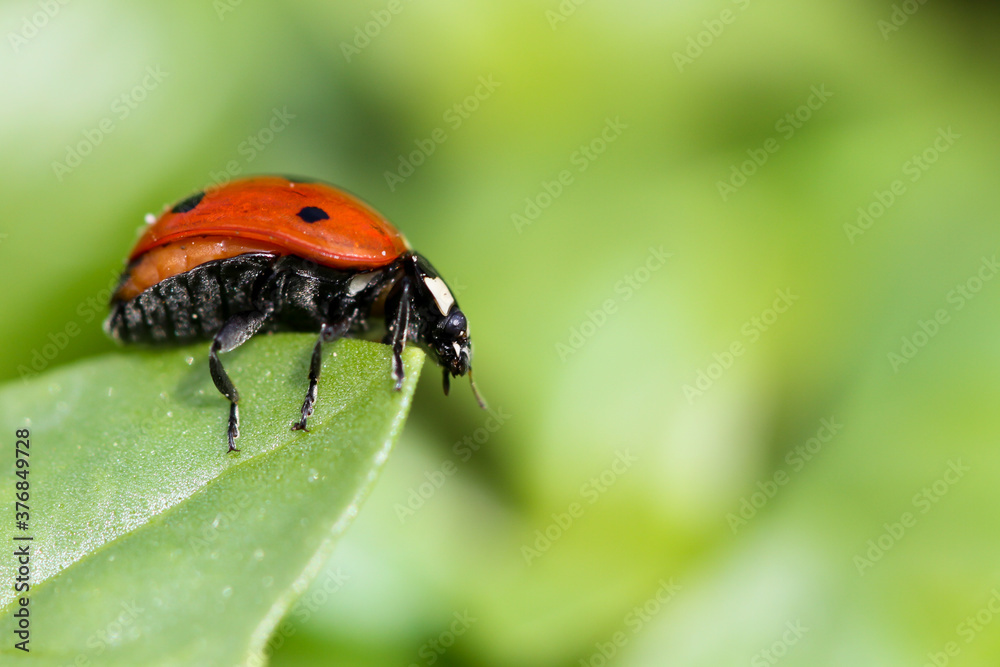 Fototapeta premium Marienkäfer balanciert auf Blattspitze