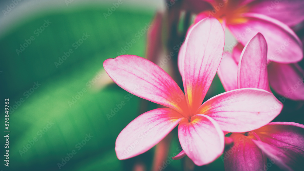 pink frangipani flower pink frangipani flower