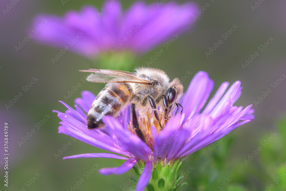 Bee pollinates Aster dumosus Bee pollinates Aster dumosus