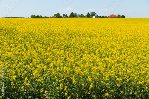 View of flowering rape field with in the landscape in Poland © JackF