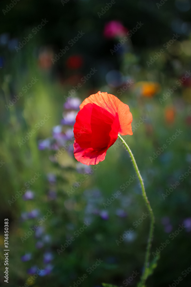 Obraz premium 赤い花