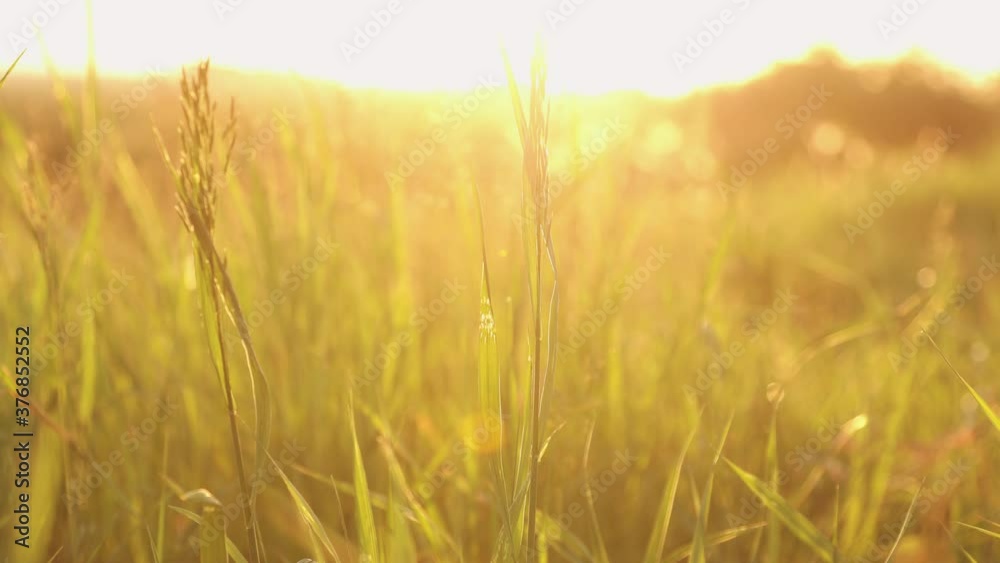 Grass petals on sunset light background close up Grass petals on sunset light background close up