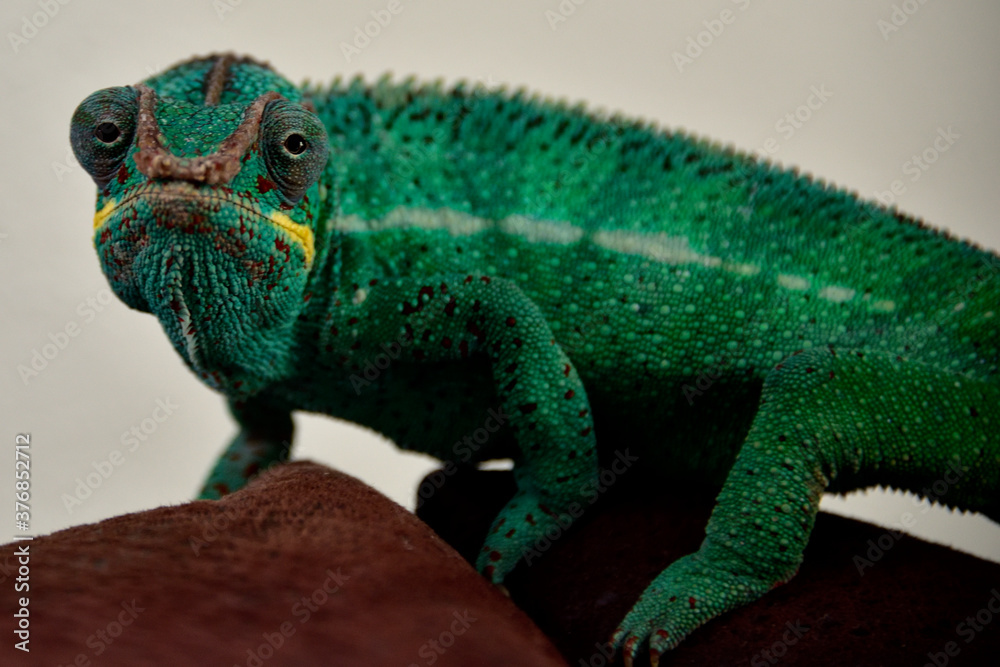 Obraz premium Pantherchamäleon