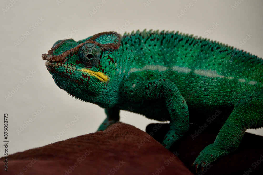 Obraz premium Pantherchamäleon