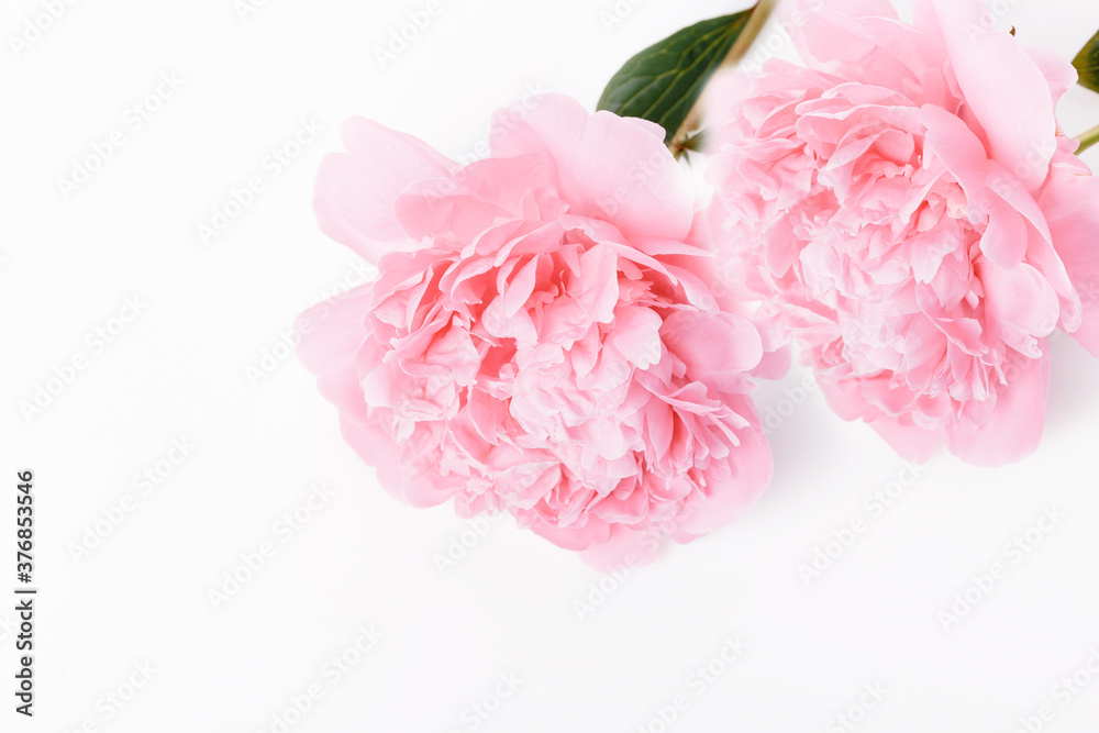 Romantic banner, delicate pink peonies flowers close-up. Fragrant pink petals Romantic banner, delicate pink peonies flowers close-up. Fragrant pink petals
