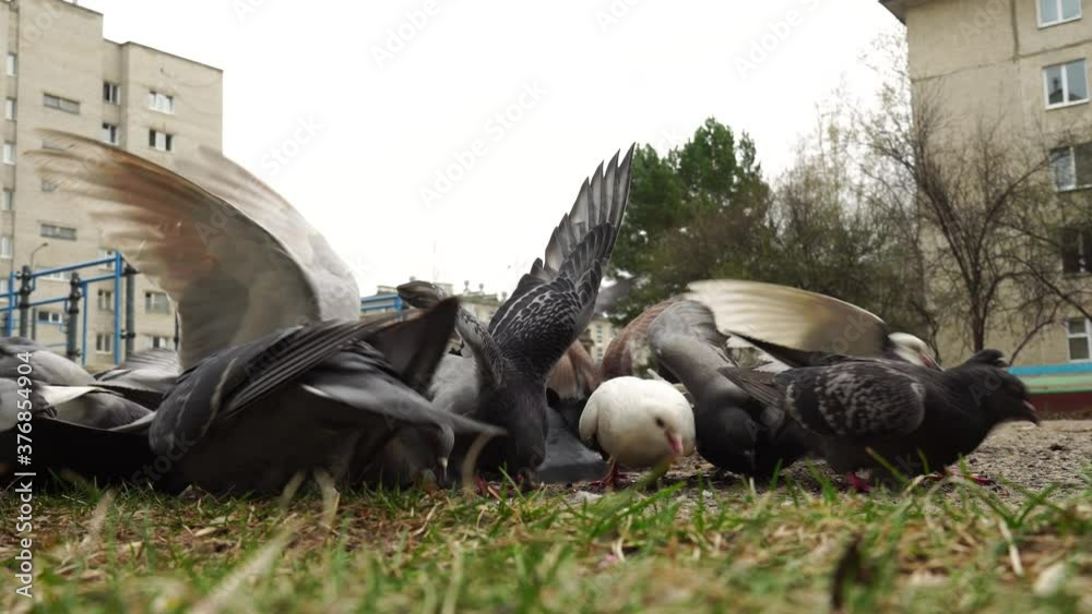 Large group of pigeons walks and pecks food, takes off, close Biology Diagrams