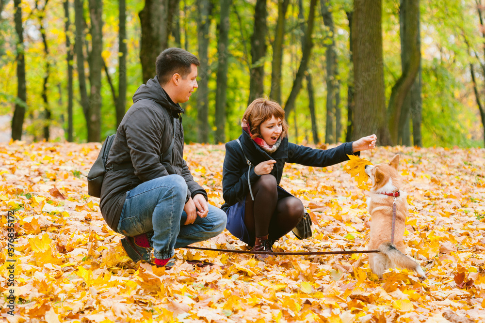 Happy couple playing with Corgi dog in sunny autumn park. Man and woman having fun outdoors with pet.