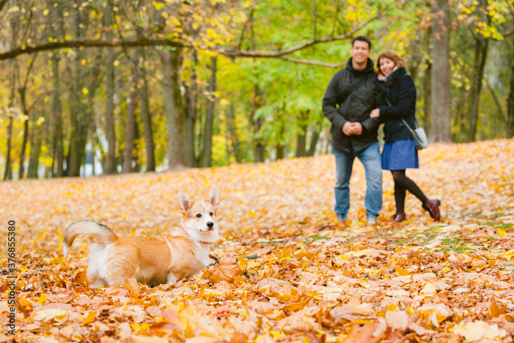 Happy couple playing with Corgi dog in sunny autumn park. Man and woman having fun outdoors with pet.