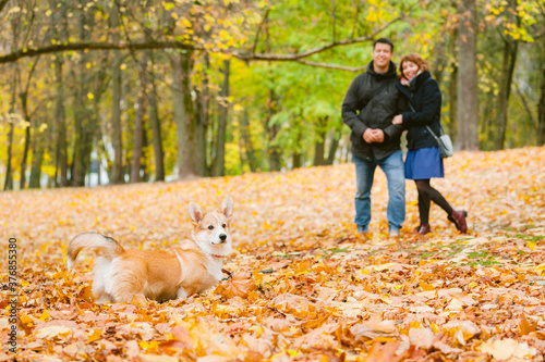 Obraz na płótnie Happy couple playing with Corgi dog in sunny autumn park. Man and woman having fun outdoors with pet. w salonie