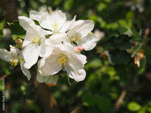 Fototapeta Naklejka Na Ścianę i Meble -  apple tree flowers