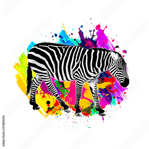 zebra with colorful stripes