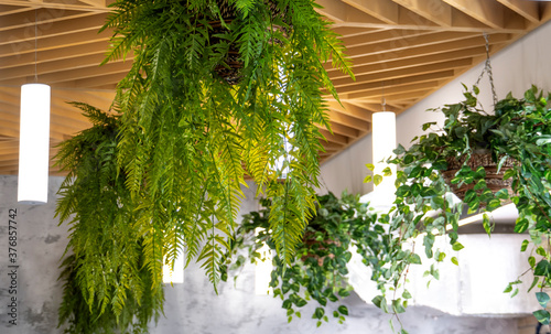 Interior of cafe. Decorating of ceiling with indoor plants.
