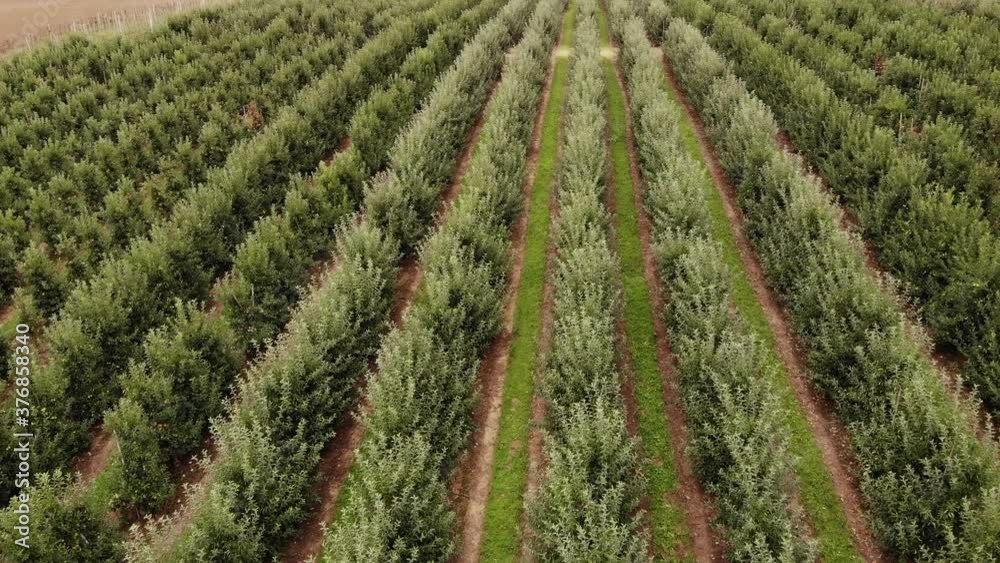 Agricultural field, apple farms. Wide fields of Apple plantation.4K, UHD, Cinematic, Aerial footage Agricultural field, apple farms. Wide fields of Apple plantation.4K, UHD, Cinematic, Aerial footage
