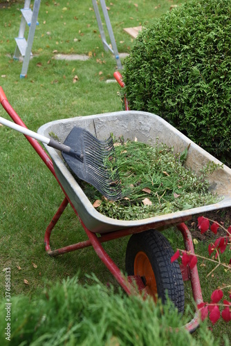 Autumn garden cleaning wheelbarrow with organic waste leafs branches and grass and rake photo