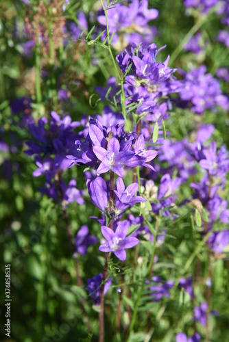 Blue flower bells blooming in wildlife countryside meadow