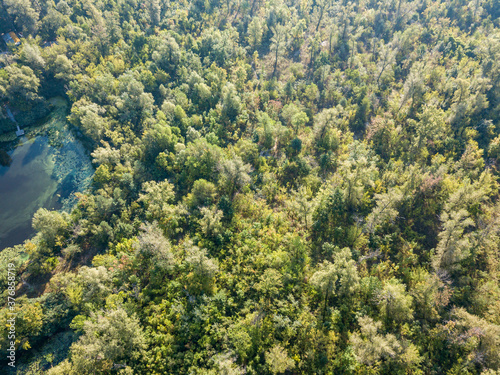 Aerial drone view. Deciduous forest