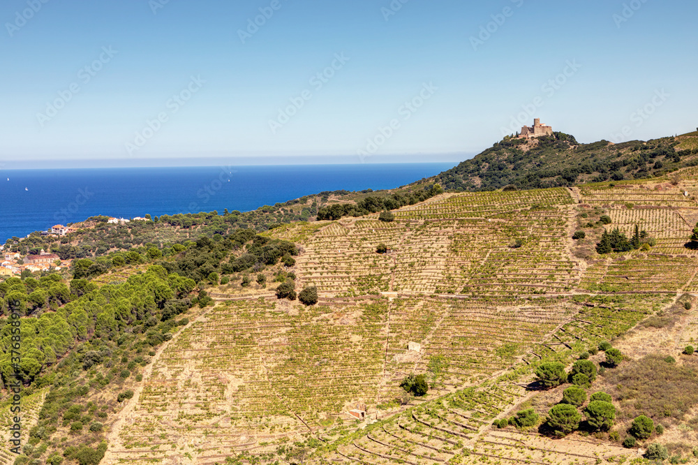 Vue sur le fort Saint-Elme et les vignes de Collioure - Pyrénées Orientales