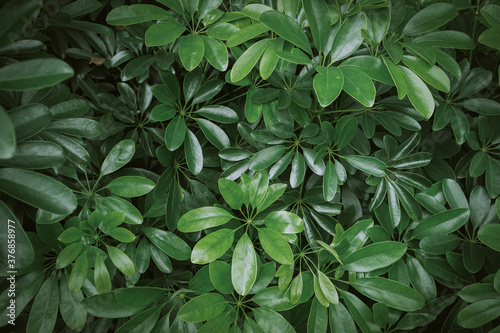 green leaves background