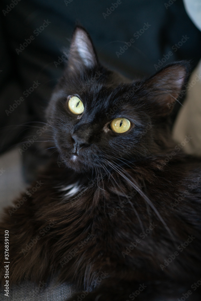 Black cat laying on a couch dreaming