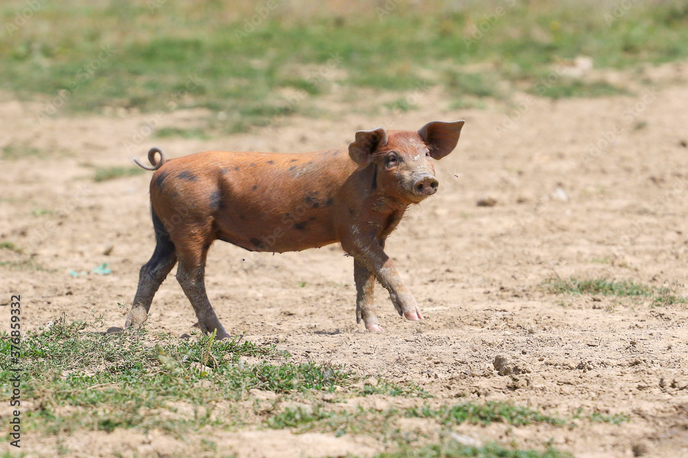 Fototapeta premium Curious brown pig in the pasture