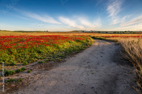 Camino de los Arenales y amapolas entre el trigo. Pinto.  Madrid. Espa  a. Europa.