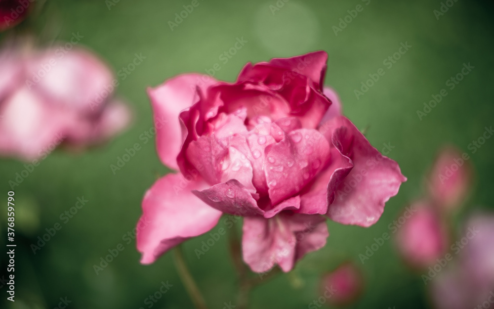 Soft style photograph of open pink garden rose blooming. Blurred background.