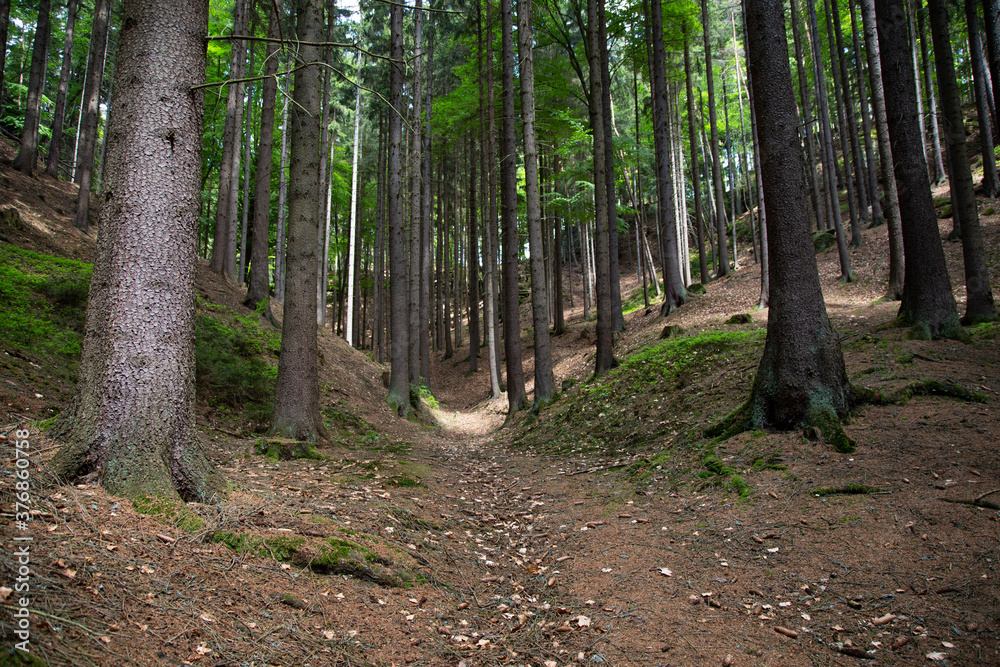 Fototapeta premium Forest Czech Republic