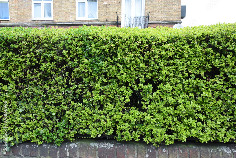 Street design with fresh new leaf spring bushes after pruning in hedge on little base or wall of bricks and brick house on background Street design with fresh new leaf spring bushes after pruning in hedge on little base or wall of bricks and brick house on background