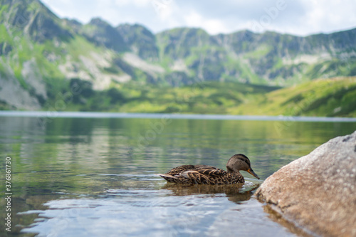 Female duck swimming in the lake during summer noon afternoon with scening view in background in Tatra Mountains  Poland.