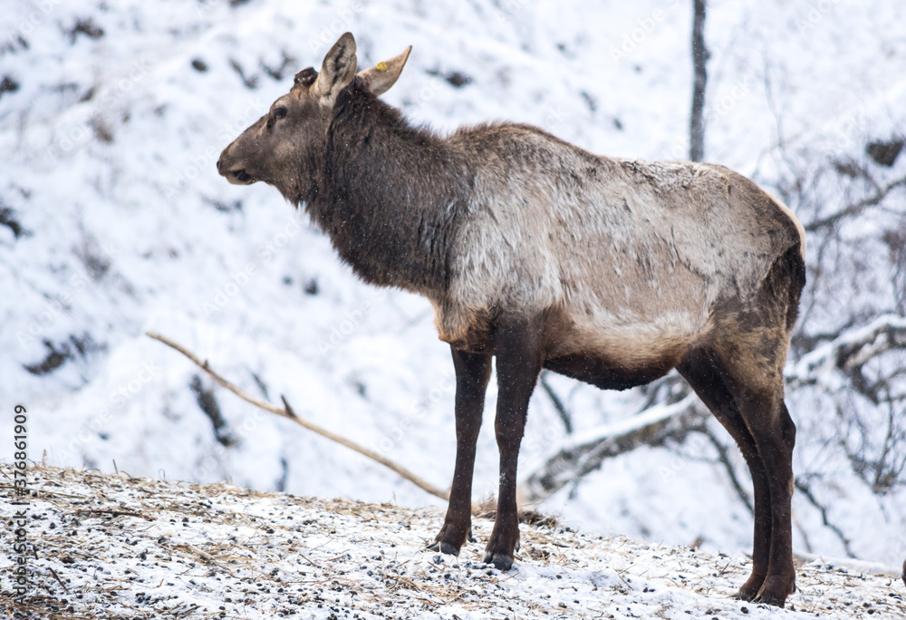 View of maral (Cervus elaphus sibiricus) View of maral (Cervus elaphus sibiricus)