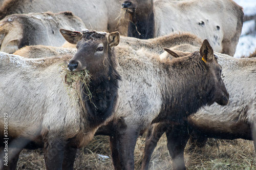 View of marals (Cervus elaphus sibiricus) photo