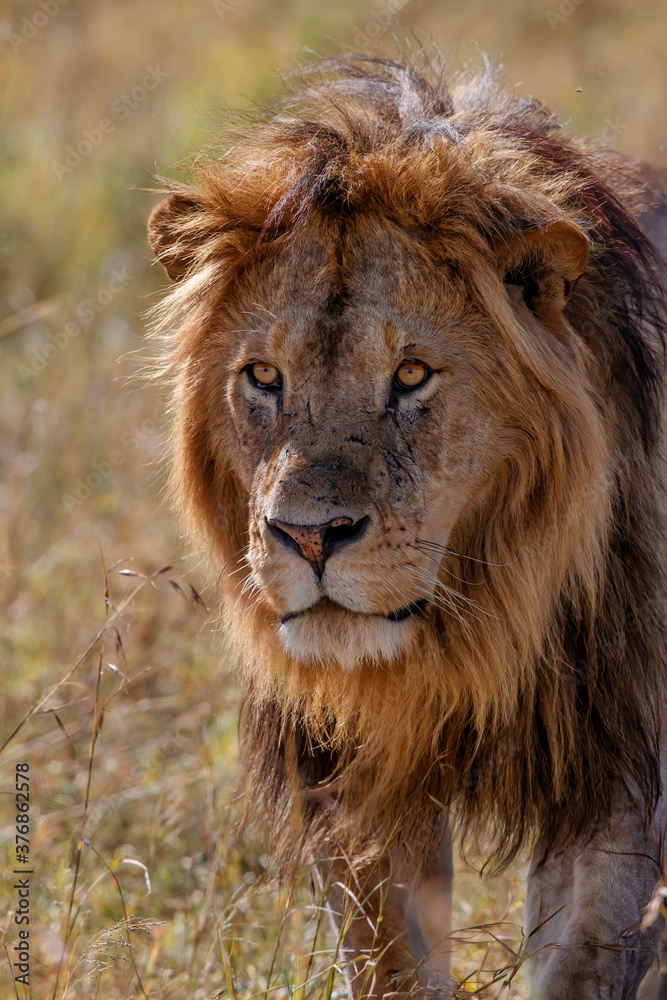 Obraz premium Portrait of a Lion male in the Masai Mara in Kenya