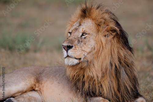 Fototapeta Naklejka Na Ścianę i Meble -  Portrait of a Lion male in the Masai Mara in Kenya