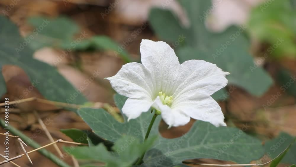 White Flower Ivy Gourd Coccinia grandis
White Flower Ivy Gourd Coccinia grandis