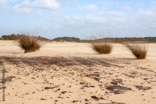 Fototapeta Naklejka Na Ścianę i Meble -  Perennial grass tufts in shifting sand dunes in one of the largest free moving sand dune areas in Western Europe