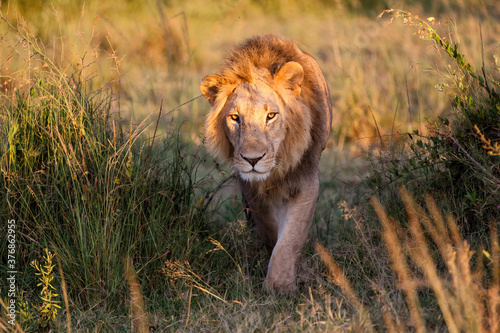 Lion Male walking in the Masai Mara in Kenya