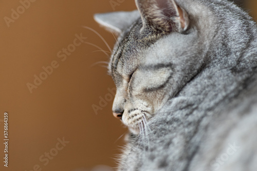 可愛い寝顔　　サバトラ猫 © rai