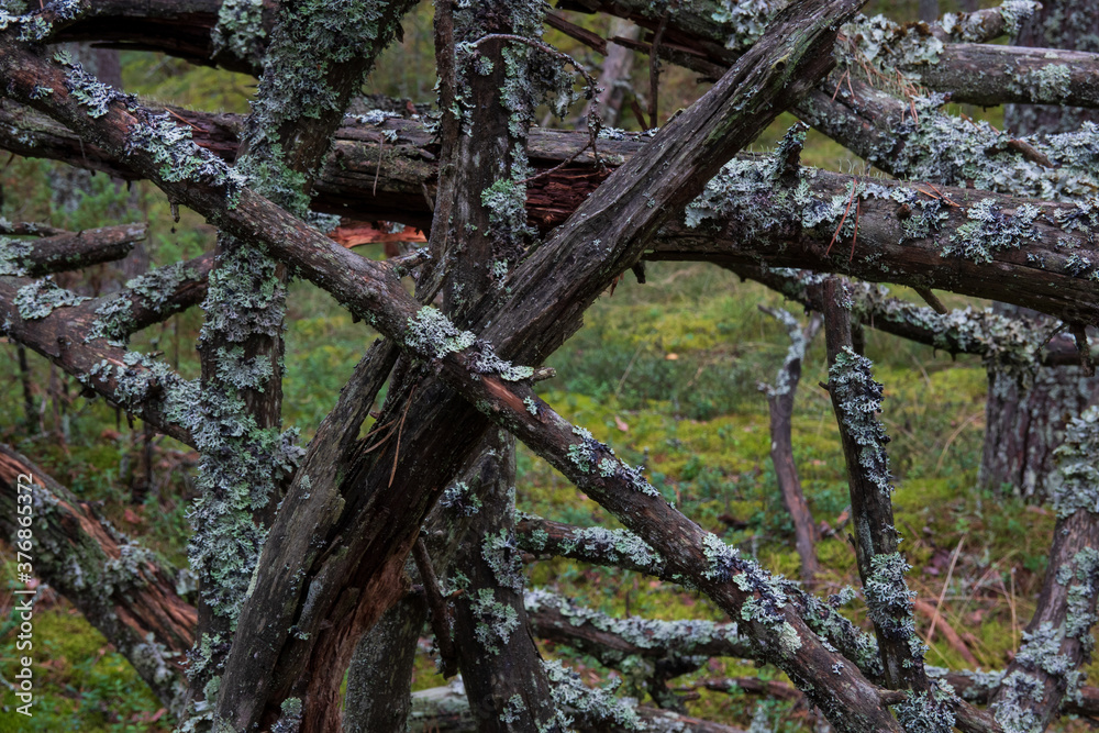 Many baked branches of an old fallen tree. The wood has darkened, cracked and rotted from time and the influence of nature. Background. Texture. Many baked branches of an old fallen tree. The wood has darkened, cracked and rotted from time and the influence of nature. Background. Texture.