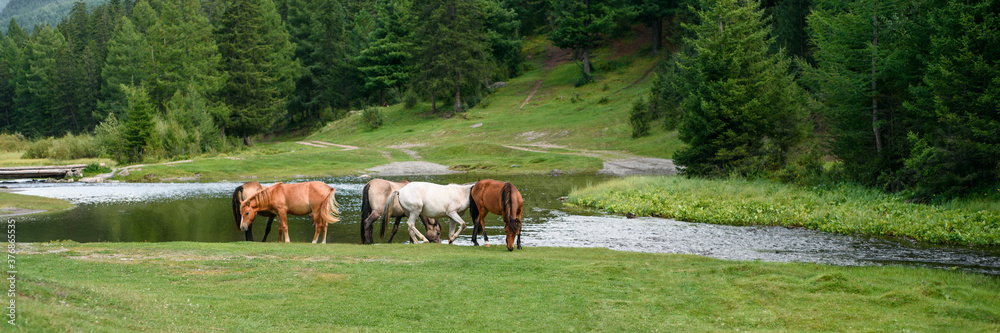 Horses are walking by the mountain river